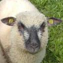 SheepMeUp