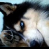 ispringle1